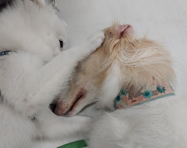 犬