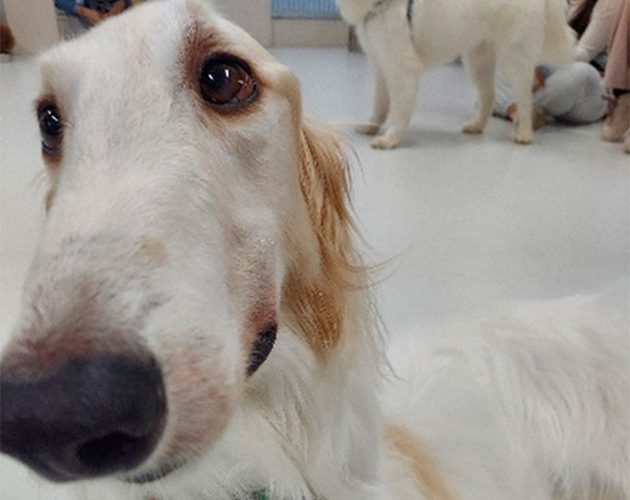 犬