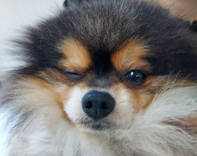犬